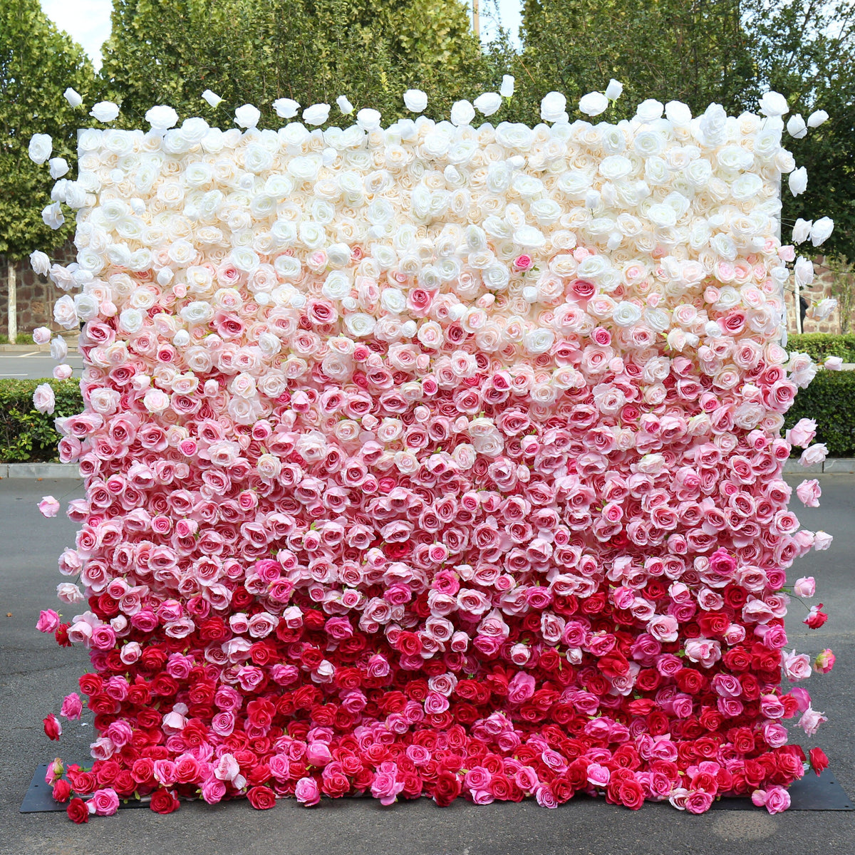 Flower Wall Backdrop [Raspberry Blush Ombre Rose Dual-Sided Roll-Up Fabric Panel] for Ceremony & Photo Booth